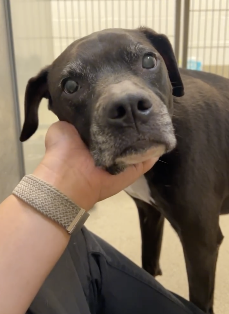 Gisele the senior pit bull